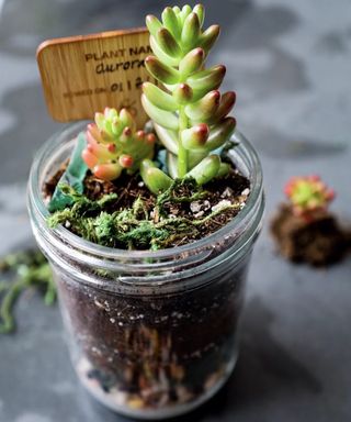 Succulent terrarium growing kit