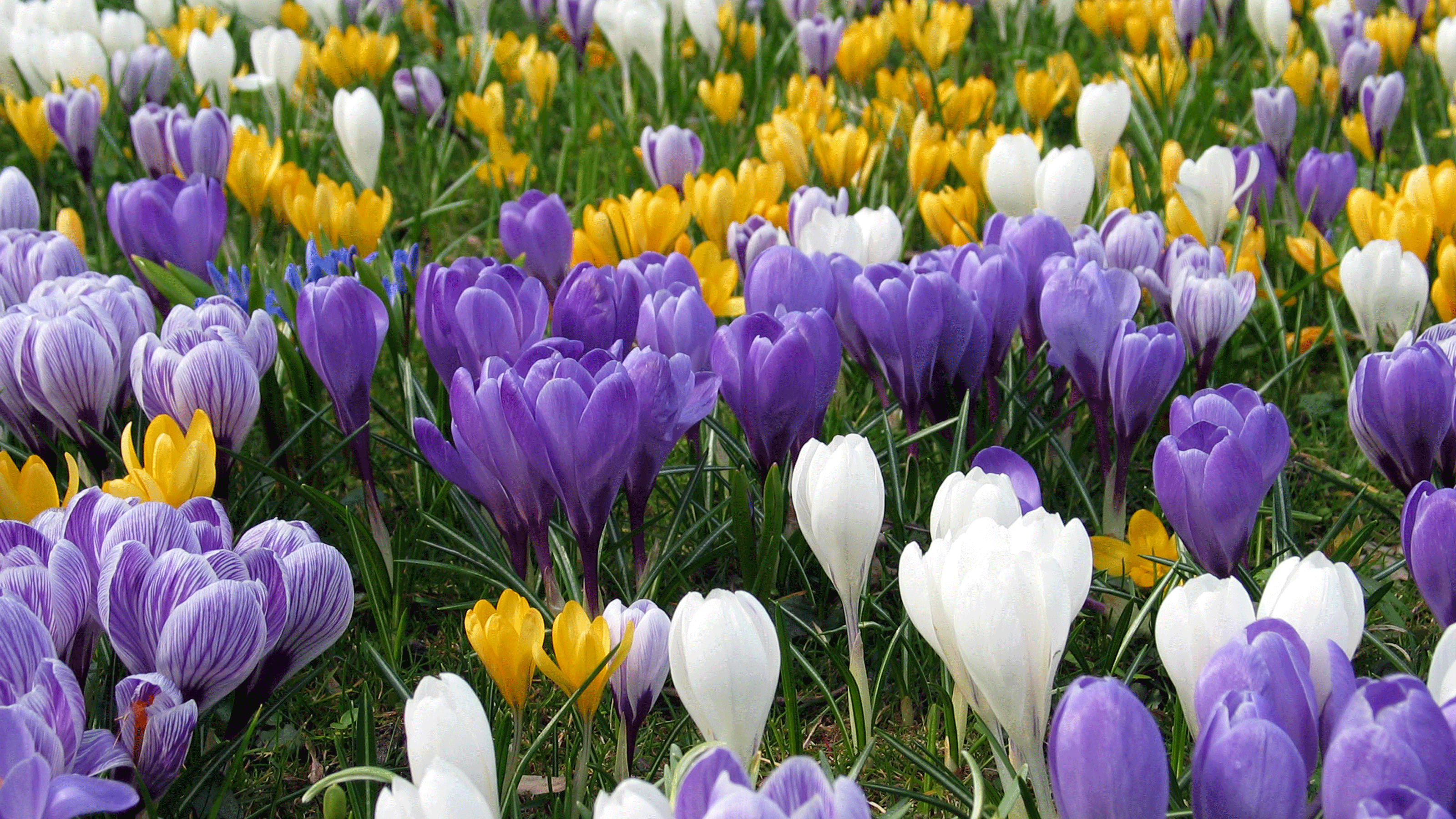 Crocus in terracotta bowl