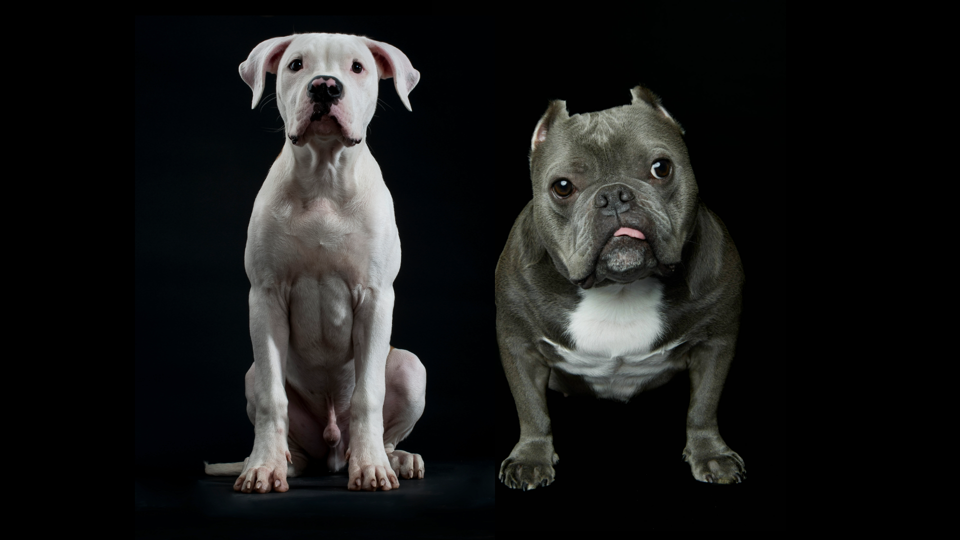 American Bulldog vs American Bully on black background
