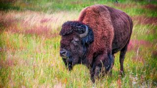 Bison in field at Yellowstone National Park, USA