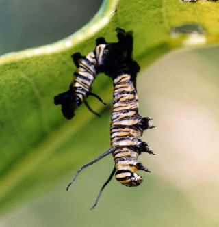 Caterpillars infected with baculoviruses hang from foliage where they melt and drip the virus onto leaves below. This is a species of Monarch butterfly caterpillar displaying this behavior, though it is infected with a different type of baculovirus than the one in the study.