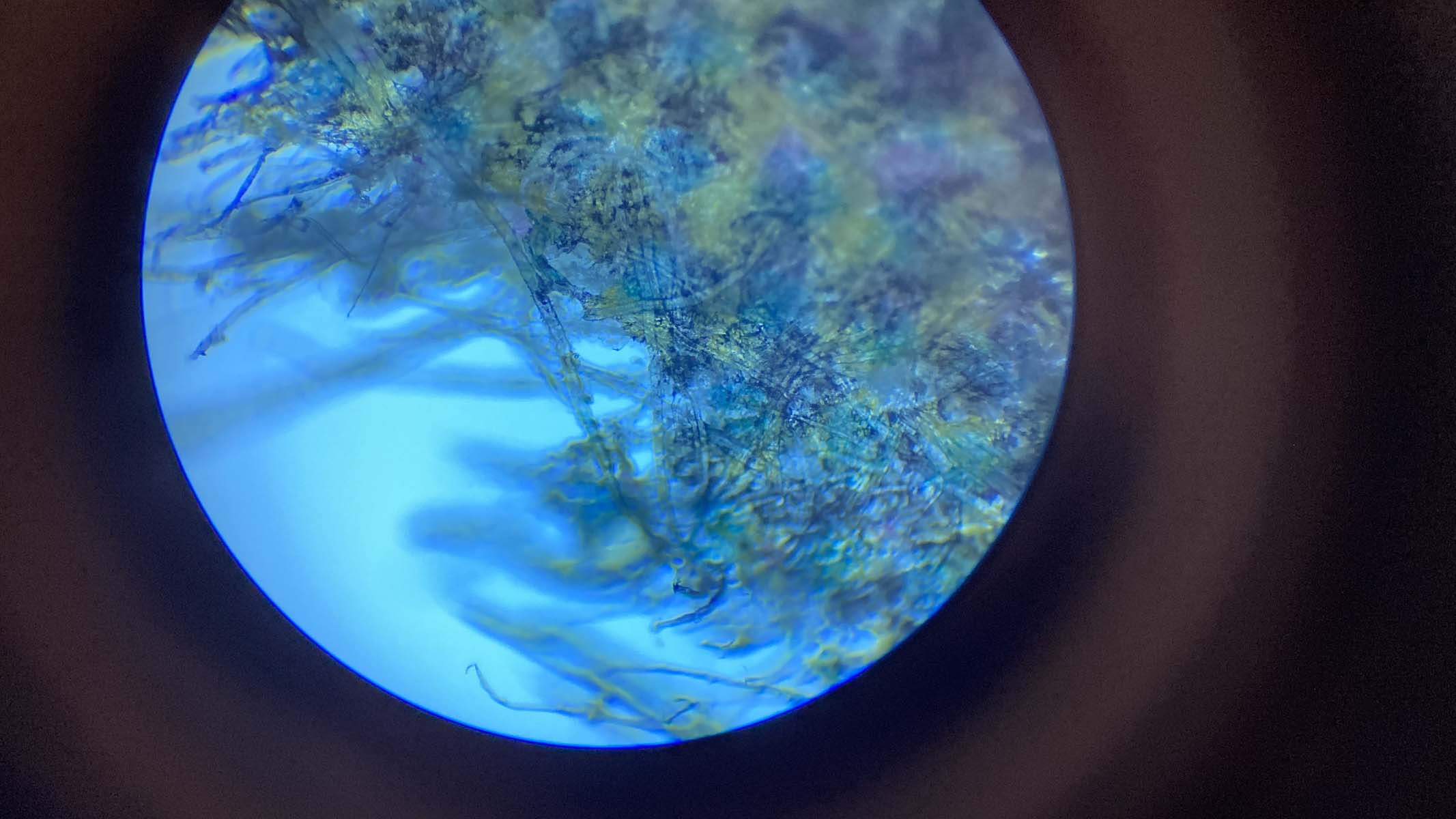 newspaper under a microscope