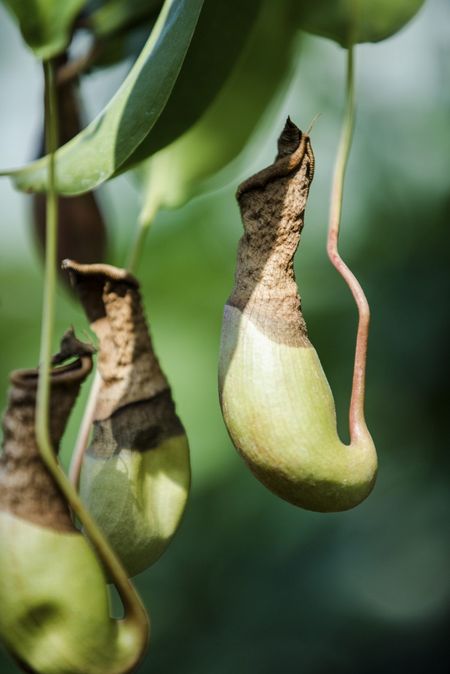 Pitcher Plant Damaged From Pests