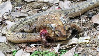 A small-banded kukri snake with its head inserted through the right side of the abdomen of an Asian black-spotted toad, in order to extract and eat the organs. Tissue of a collapsed lung (above, left), and possibly fat tissue, is covered by clear liquid that foams as it mixes with air bubbles from the lung. The upper part of the front leg is likewise covered by foaming blood, mixed with air bubbles from the collapsed lung.