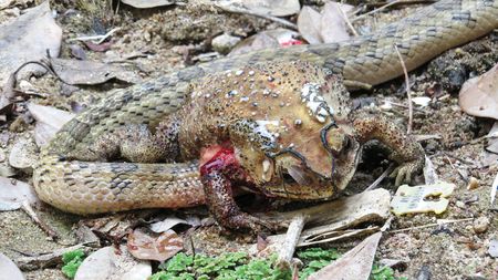 A small-banded kukri snake with its head inserted through the right side of the abdomen of an Asian black-spotted toad, in order to extract and eat the organs. Tissue of a collapsed lung (above, left), and possibly fat tissue, is covered by clear liquid that foams as it mixes with air bubbles from the lung. The upper part of the front leg is likewise covered by foaming blood, mixed with air bubbles from the collapsed lung.