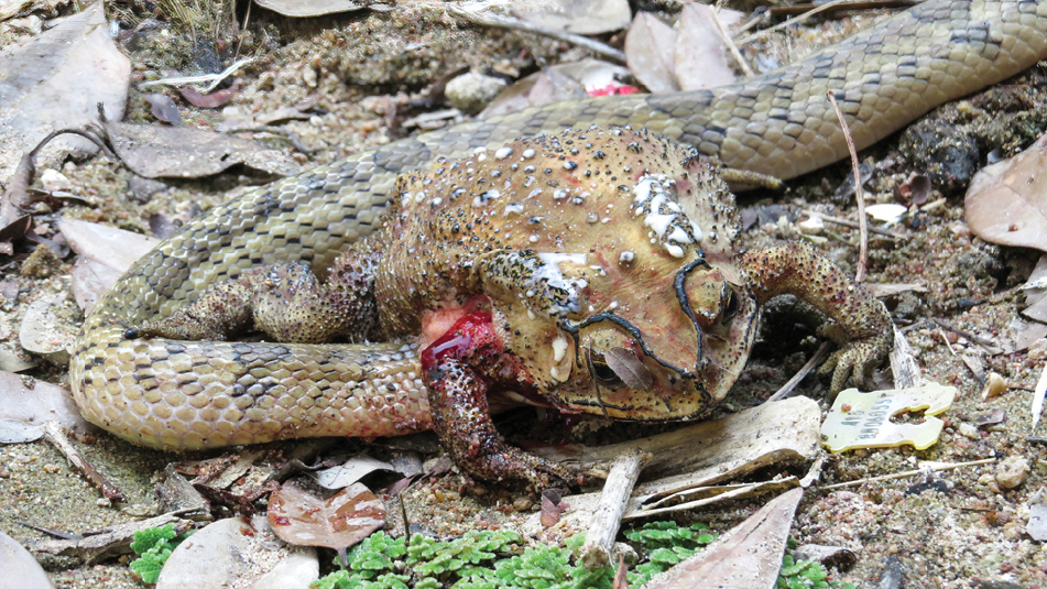 Snakes disembowel toads and feast on the living animal's organs one by one  | Live Science