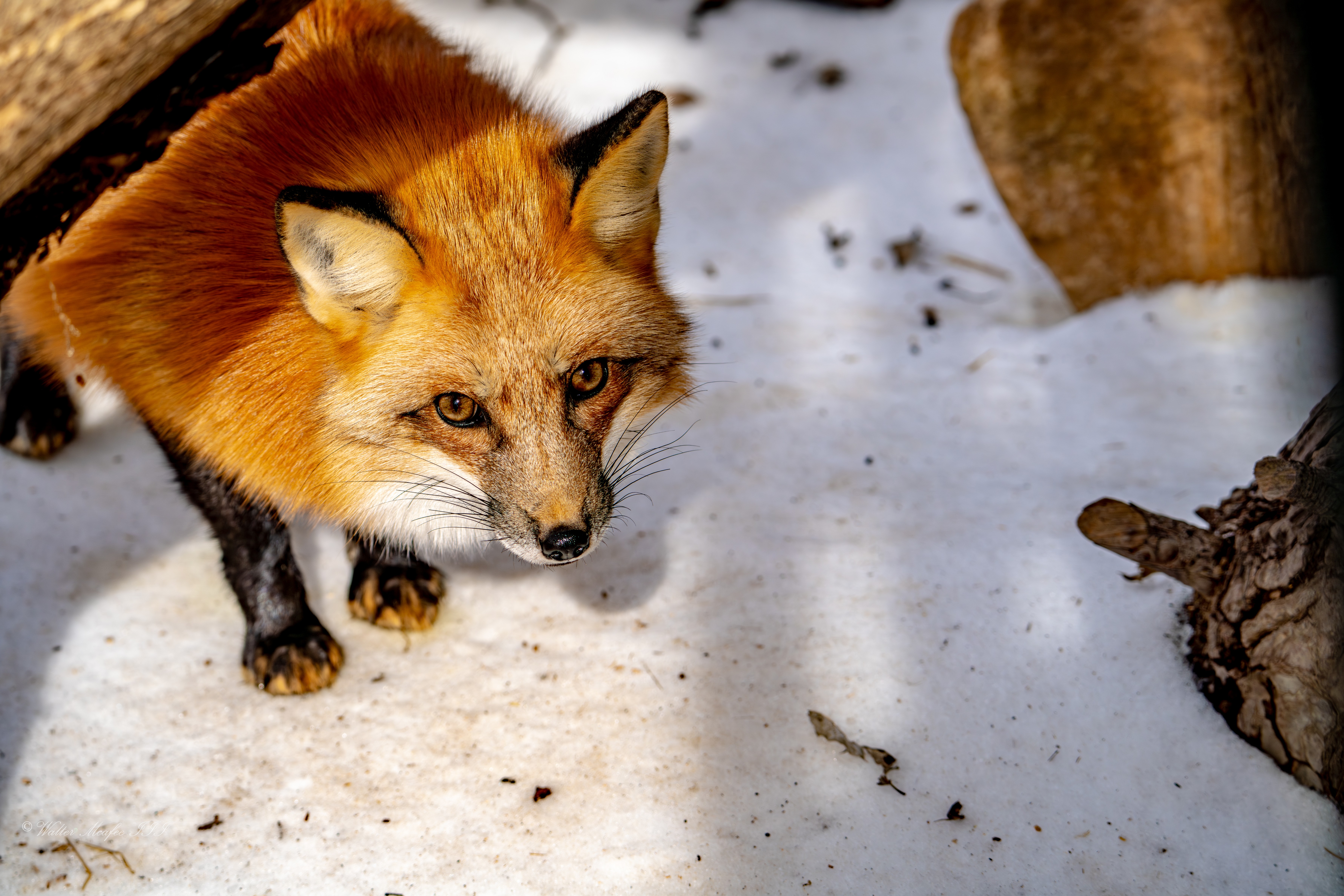 GuruShots - Nature March 2026