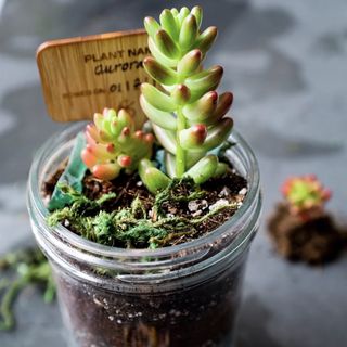 Succulent terrarium growing kit