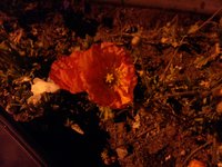 Outdoors, Night, No Flash