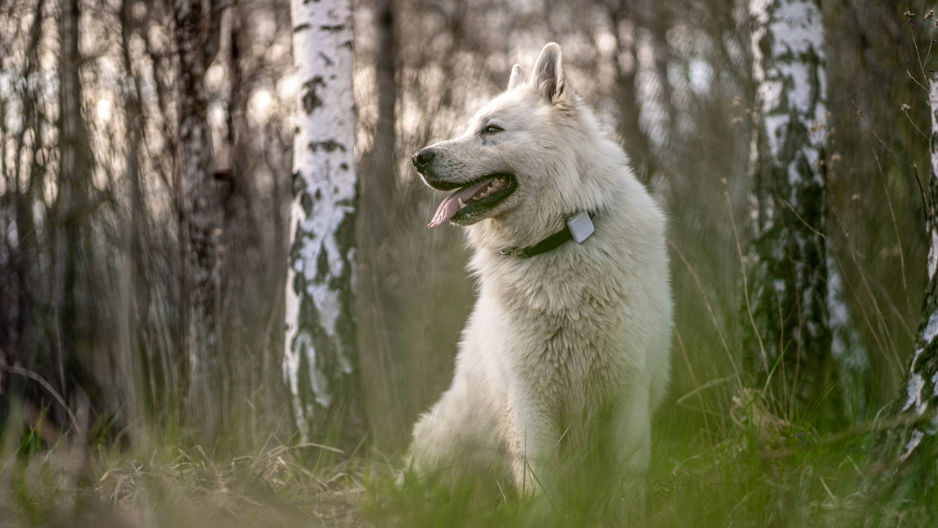 White fluffy dog wearing a tracker while sitting in the woods