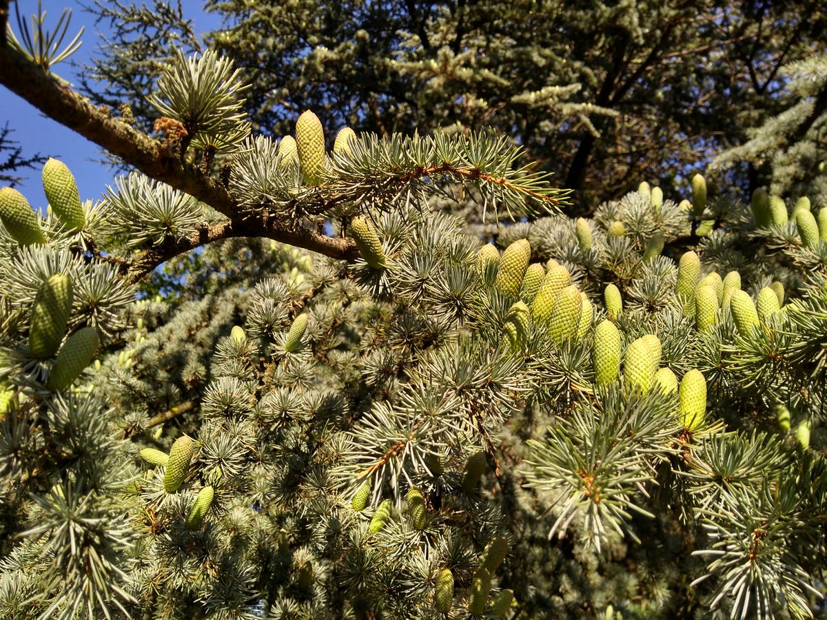 The Moto G5S Plus can produce photos with fantastic color.