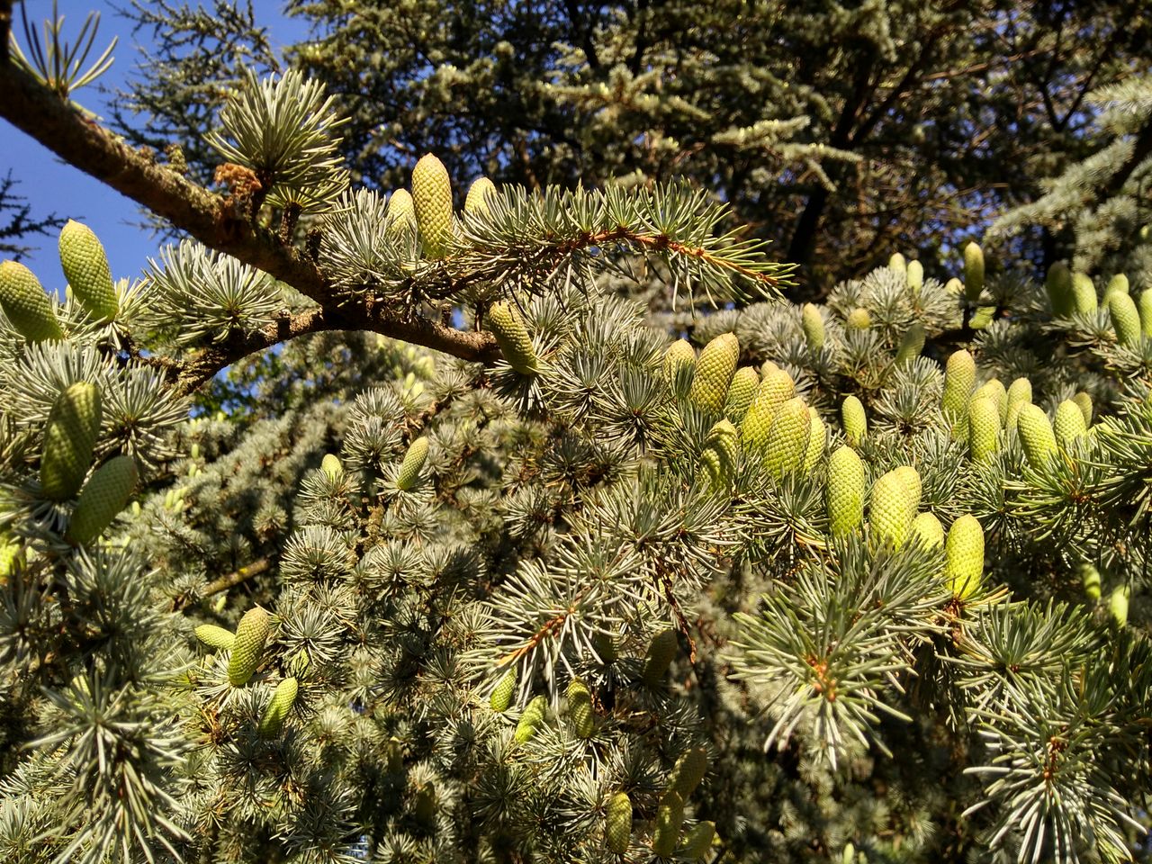The Moto G5S Plus can produce photos with fantastic color.
