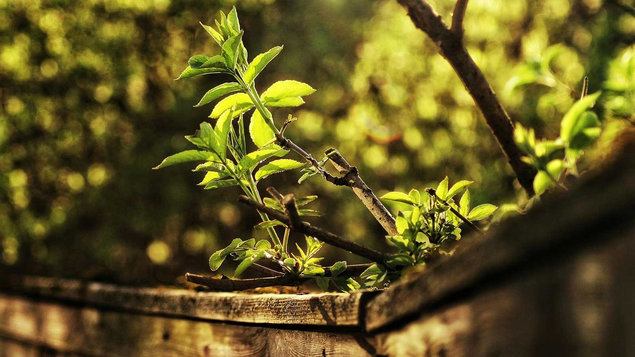 tree growing over a fence