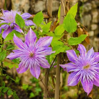 Lilac clematis tied to bamboo canes for support in front of a stone wall