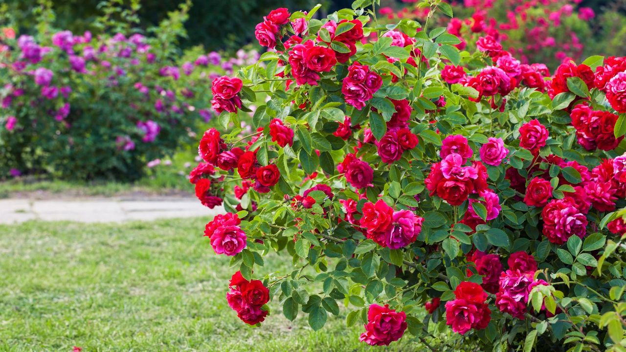 A close-up of a pink and red rose bush