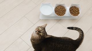 Cat standing by the best anti vomit cat bowls