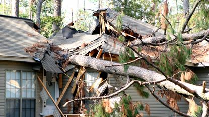 A house's roof is smashed by a fallen pine tree.