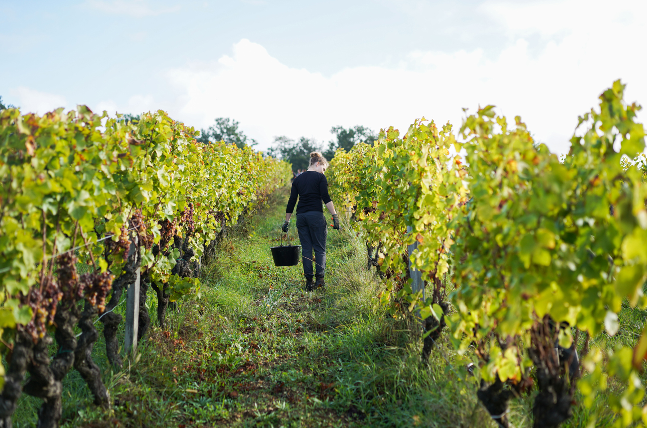 Chateau Haut Rian harvest 2020