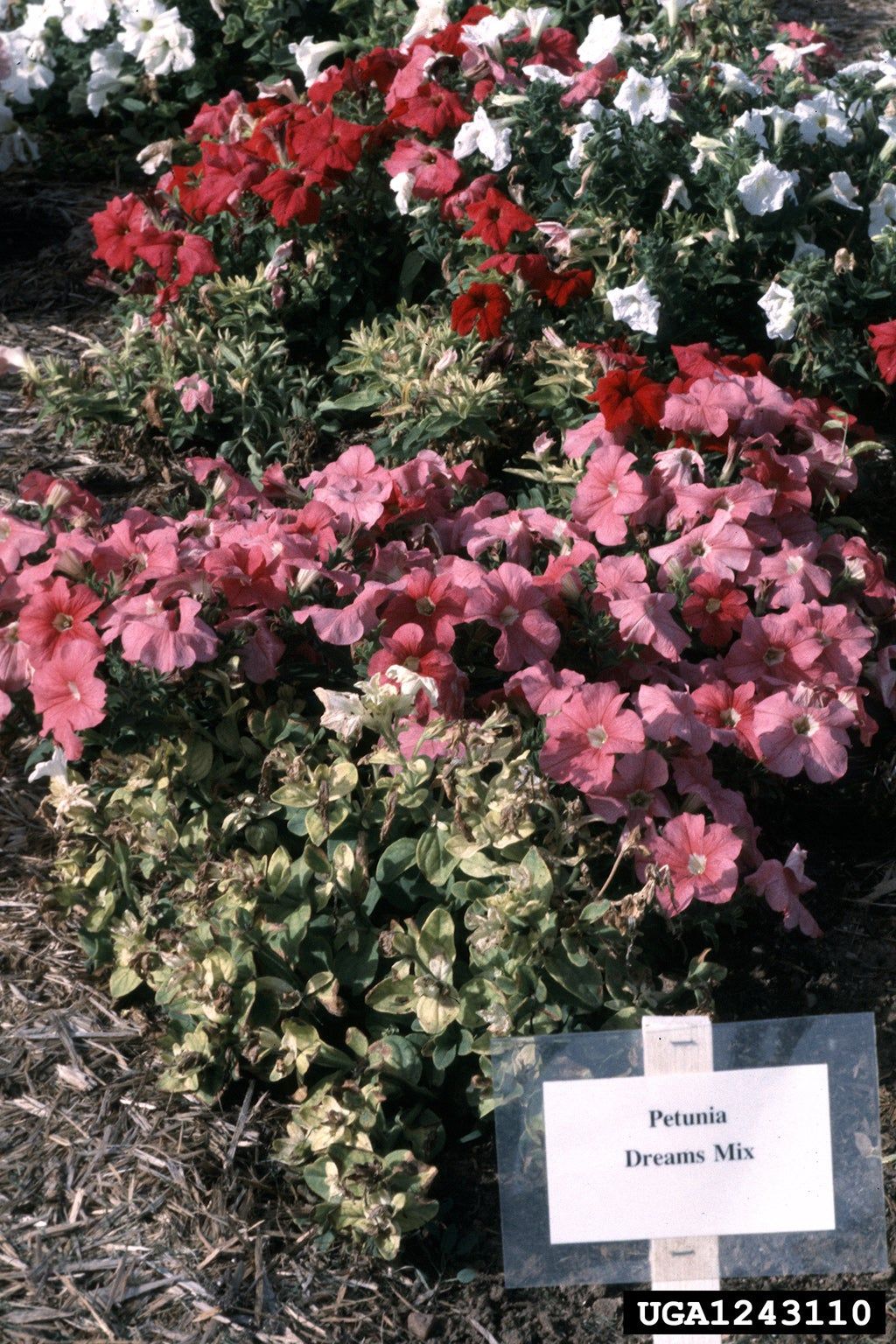 Red White And Pink Petunia Flowers