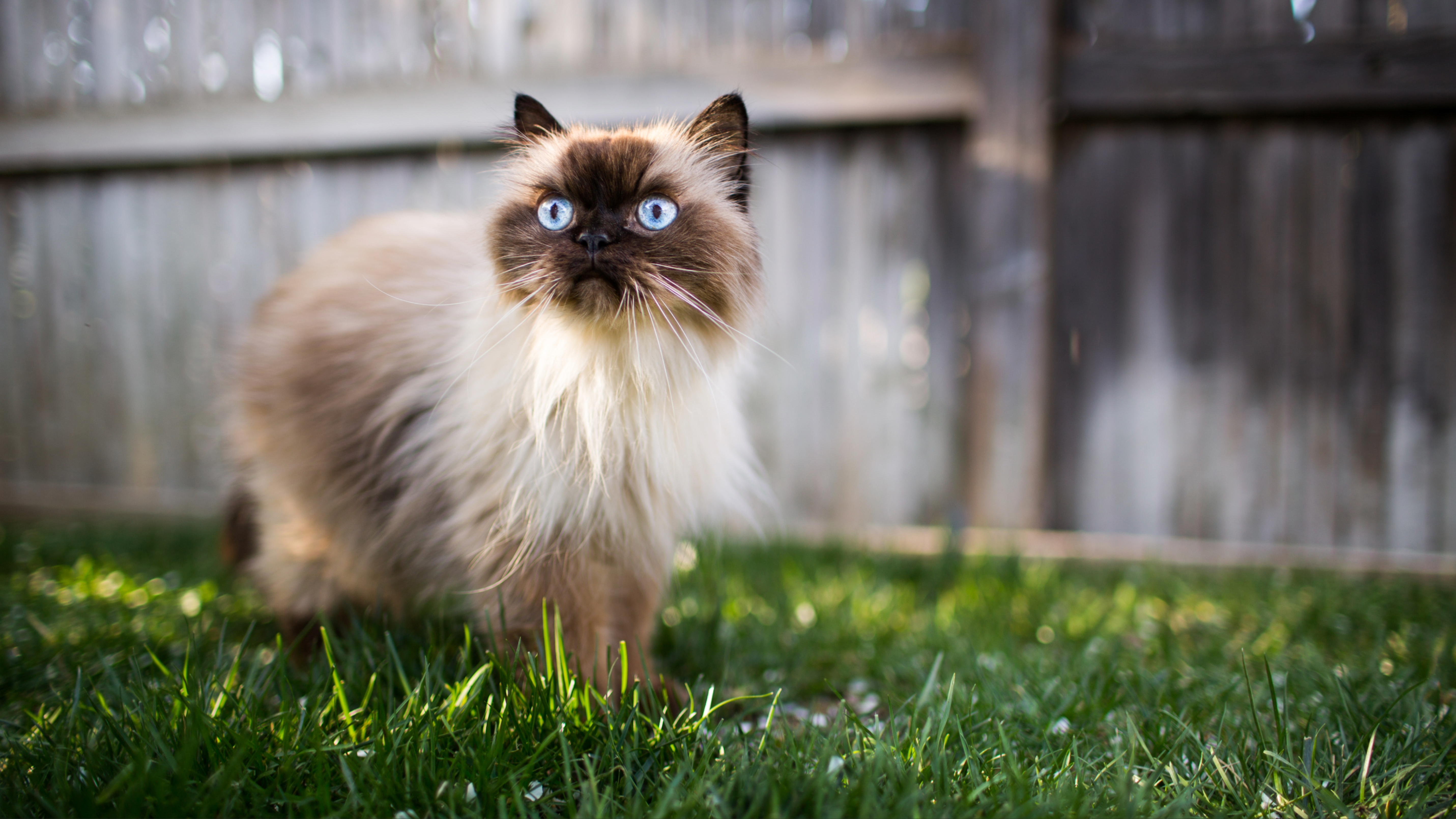 Himalayan