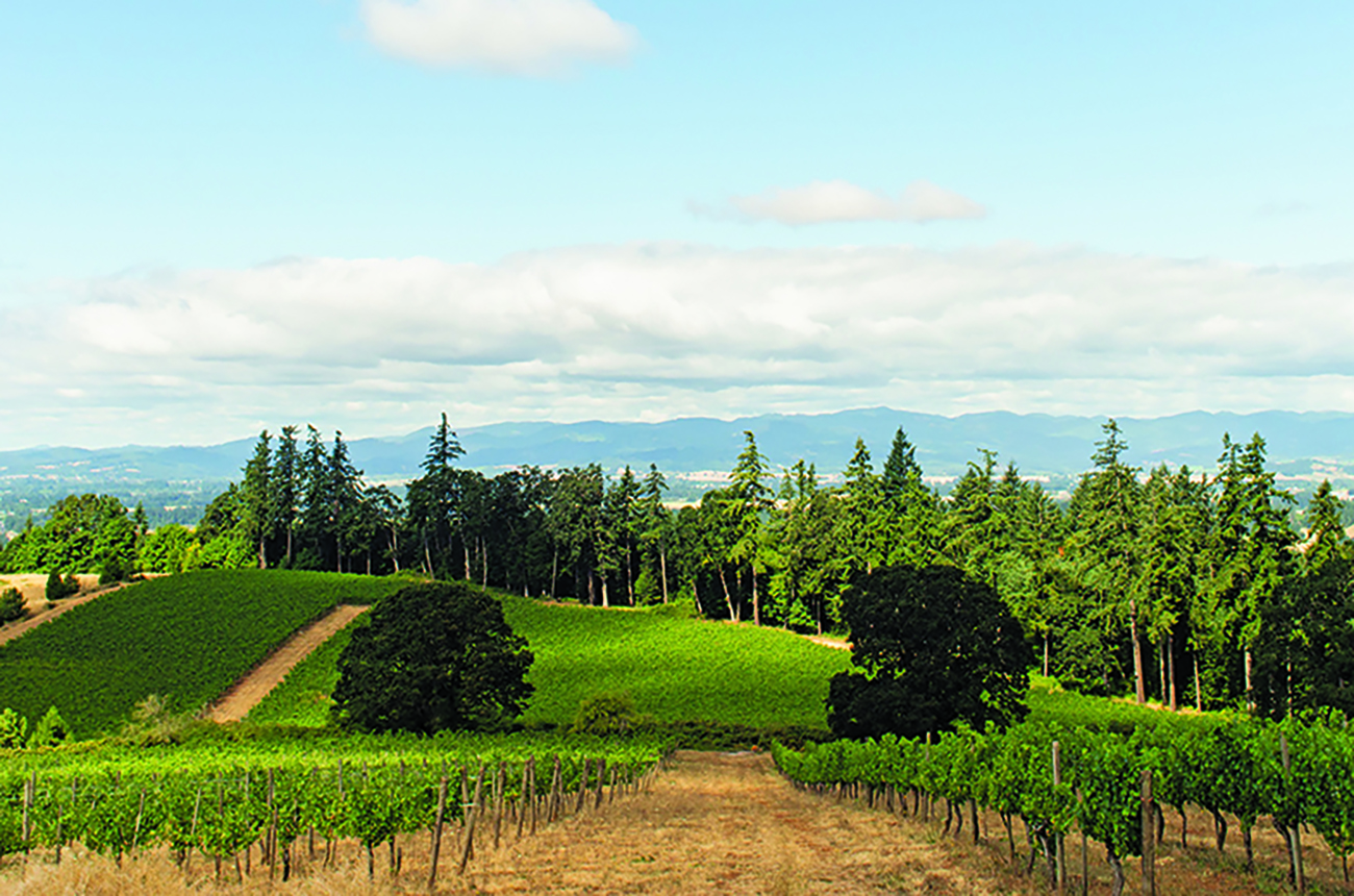 The Eyrie Vineyard