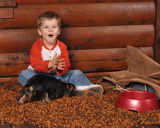 boy playing with puppy, eating dog food, health effects of eating dog food