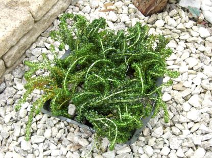 Pondweed Plant In Container
