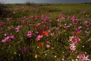 wild flowers bob gibbons