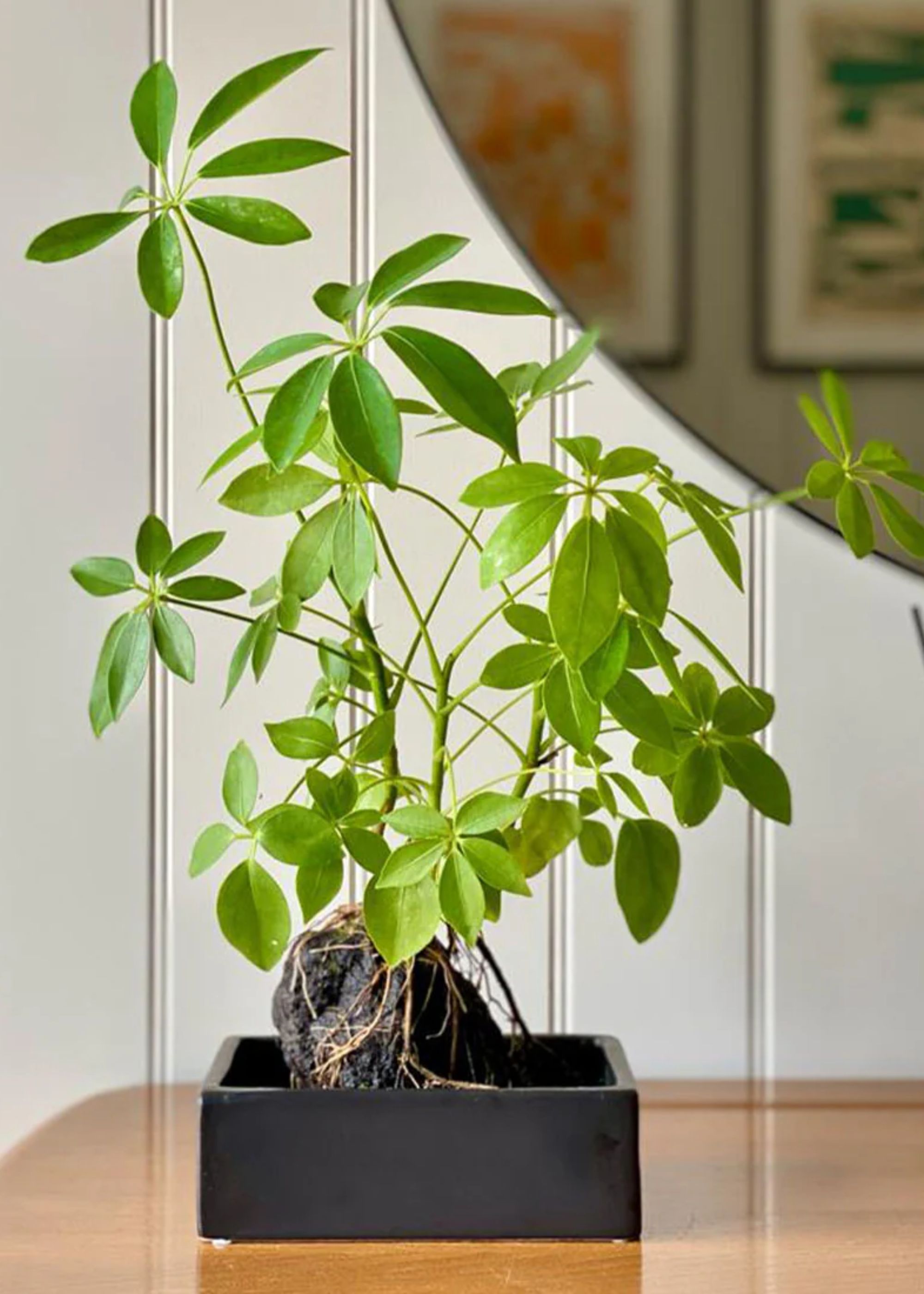 Beards &amp;amp; Daises , Schefflera on Lava - 30-40cm