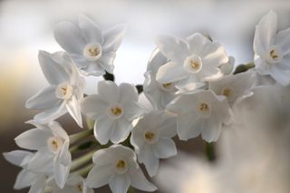 Narcissus / Sunlight in the afternoon and 'Paper White'