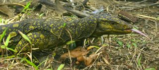 This new fruit-eating monitor lizard made the top ten new species of 2010 list.
