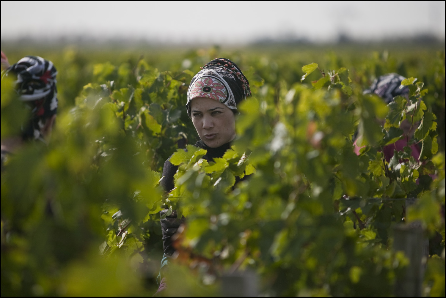 Bordeaux 2010 Brane Cantenac