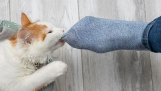 Cat biting a foot with a sock on it