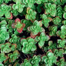 red tinged and green rosette leaves of stonecrop sedum 