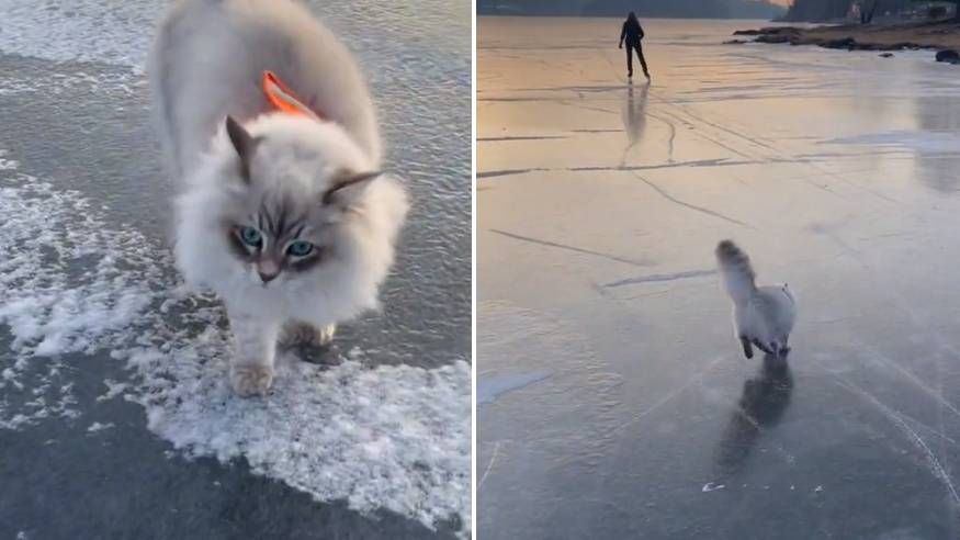 ice skating kitten｜TikTok Search