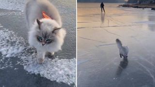 fluffy cat ice skating 