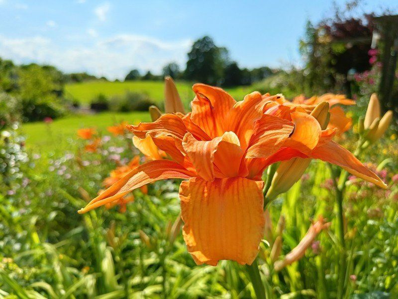 OnePlus Nord 2 camera