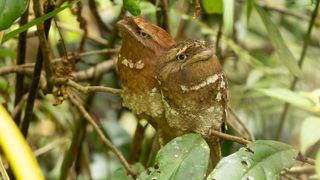 Sri Lanka Frogmouth