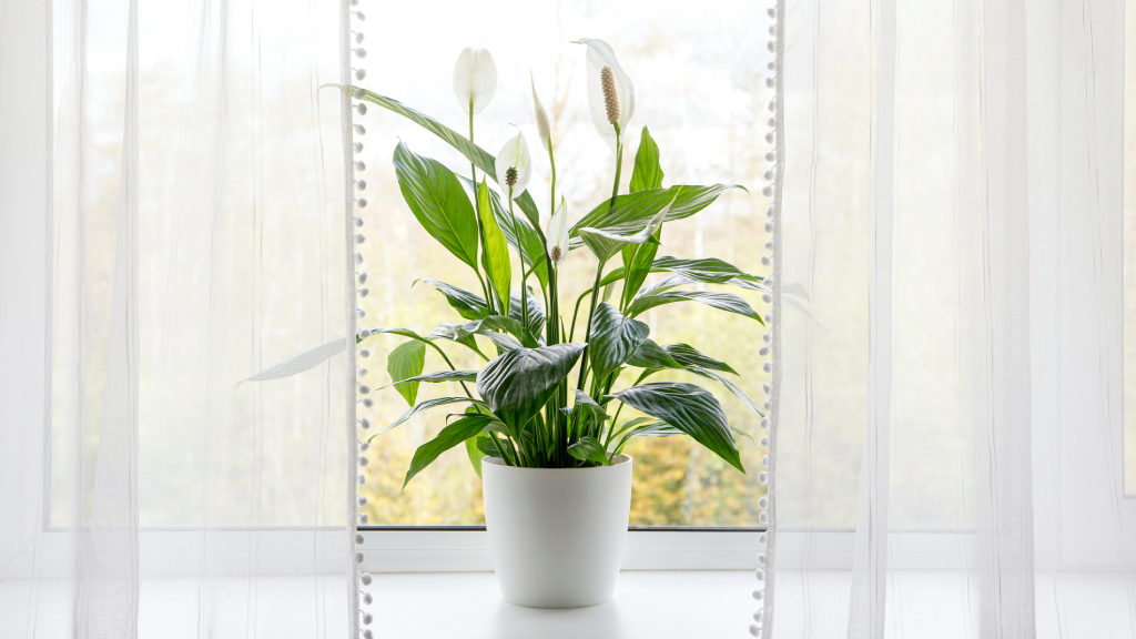Blooming peace lily sitting on a windowsill in between airy curtains.