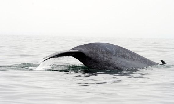 blue whale surfacing