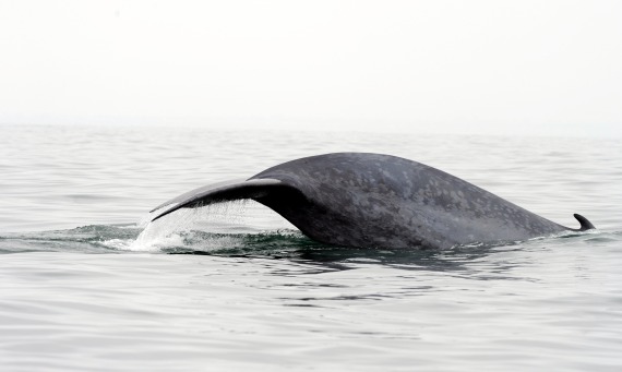 Blue Whales Pirouette Before Engulfing Prey | Live Science