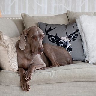dog with sofa and deer print cushion