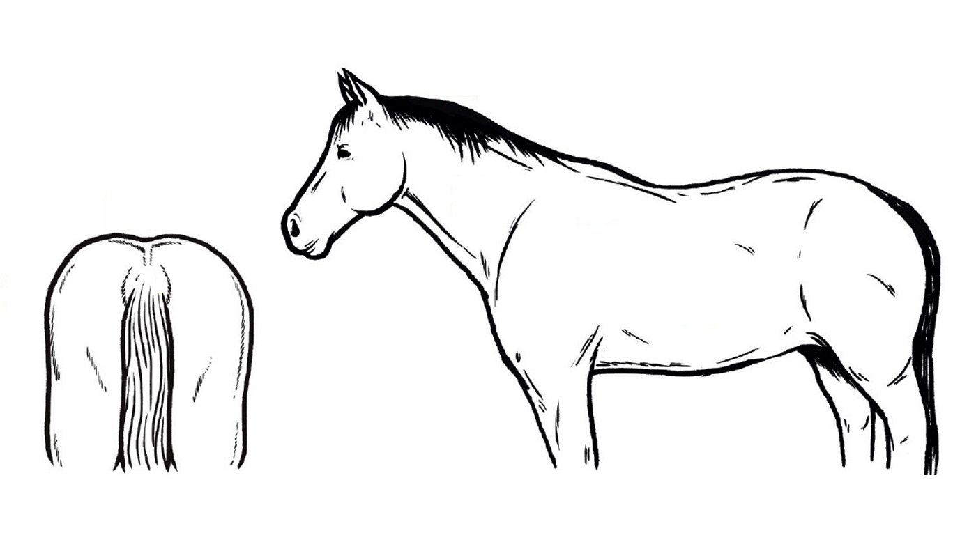 Body condition score for horses