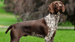 German shorthaired pointer