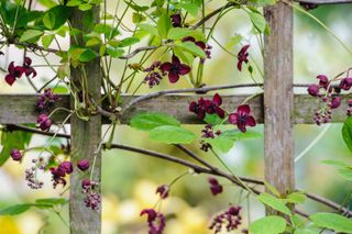 best climbing plants: chocolate vine