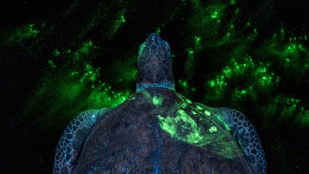 A green sea turtle photographed under ultraviolet light, its shell and surrounding water illuminated with vivid neon-green fluorescent powder dye that reveals a human handprint on its back