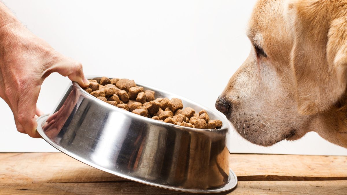 Best dry dog food 2023 for nourishing your canine PetsRadar