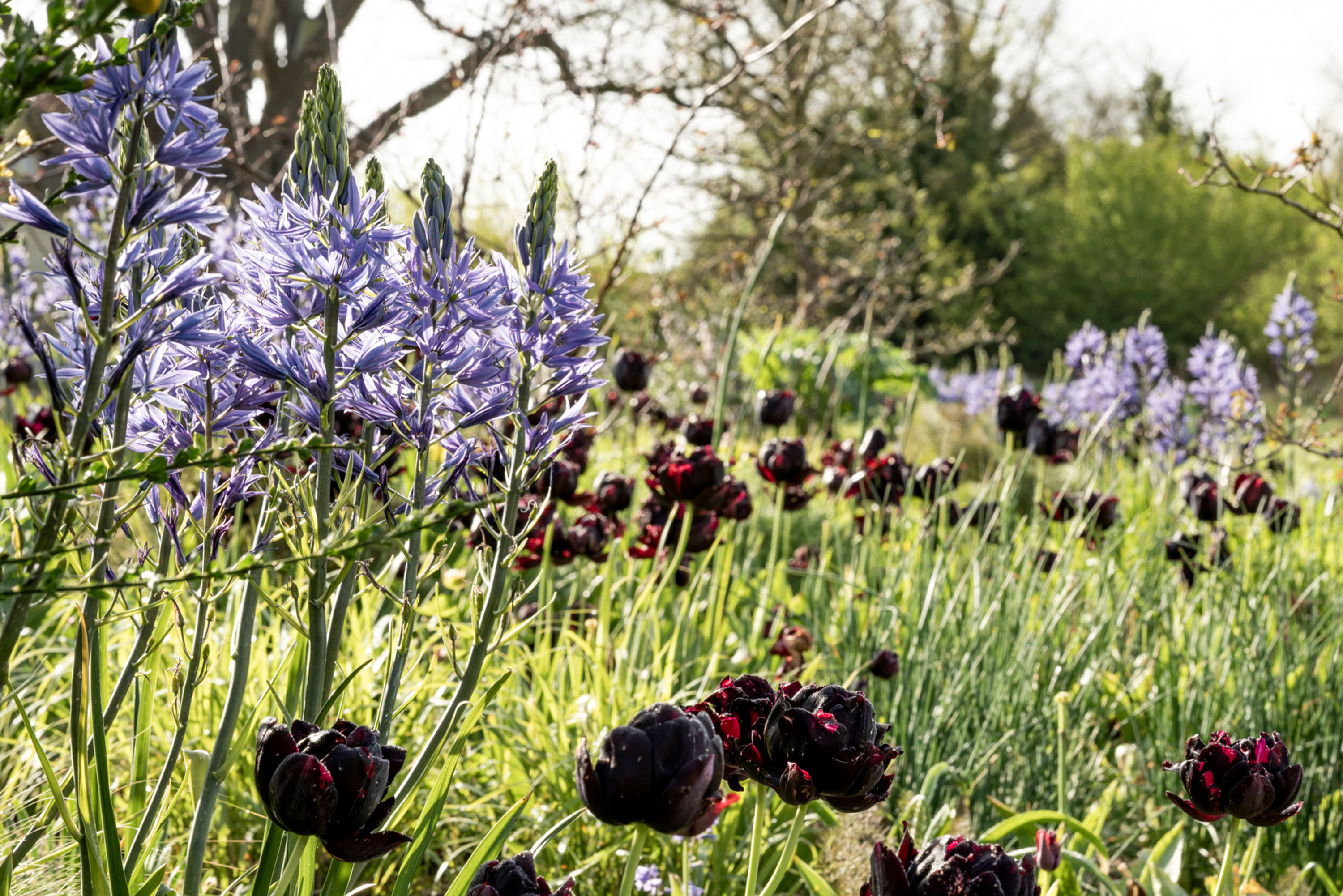 naturalistic planting with purple tulips and blue camassia