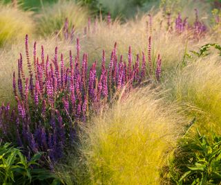 stipa and salvia growing in garden