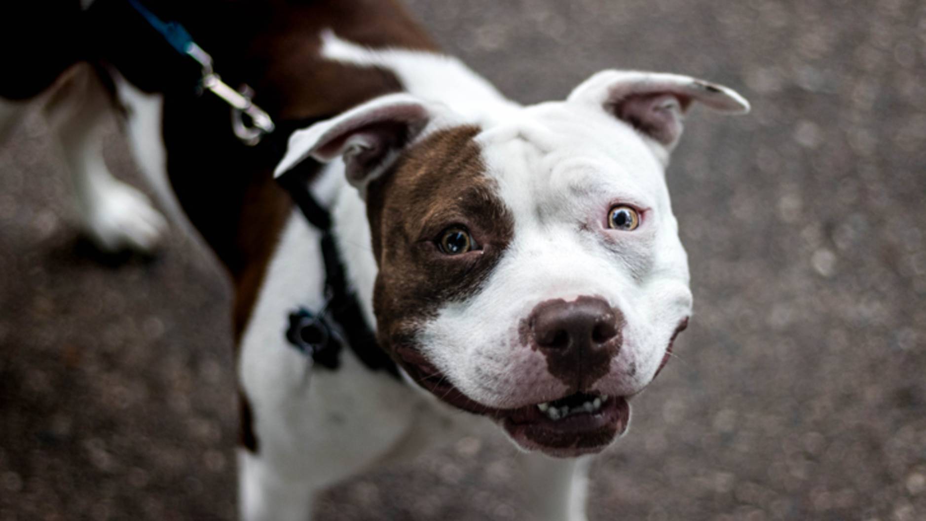 Pit Bull: Breed profile | PetsRadar